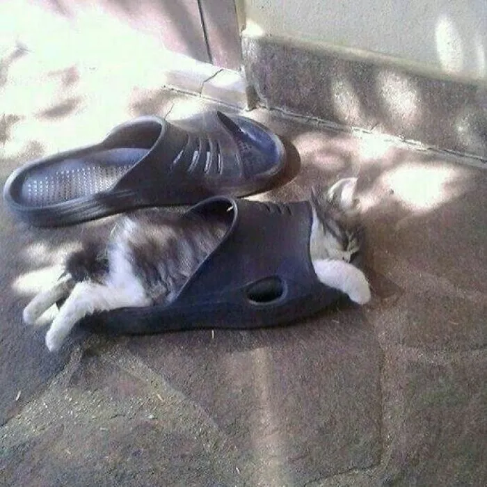 Slipped Right In