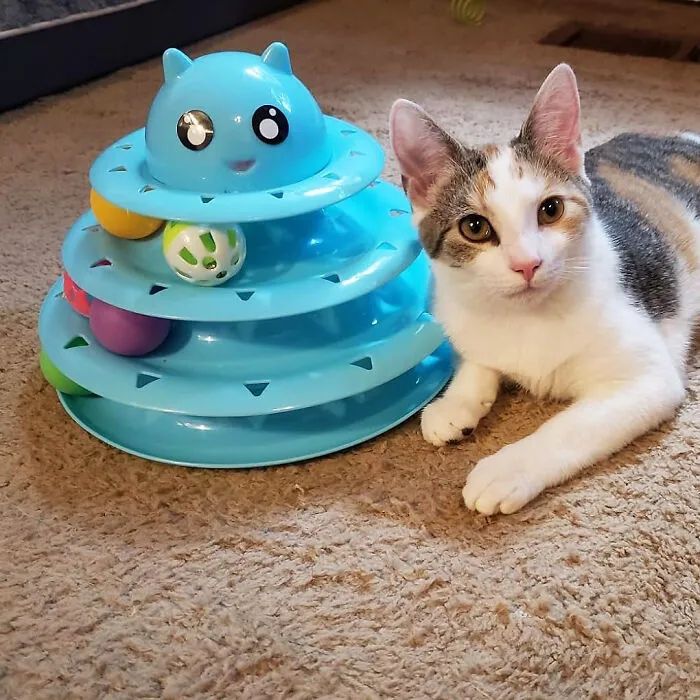 Keep Those Kitty Minds And Muscles Moving With <span Style="Font:inherit;color:#d74b1f;"> 3-Level Turntable Cat Toy</Span>