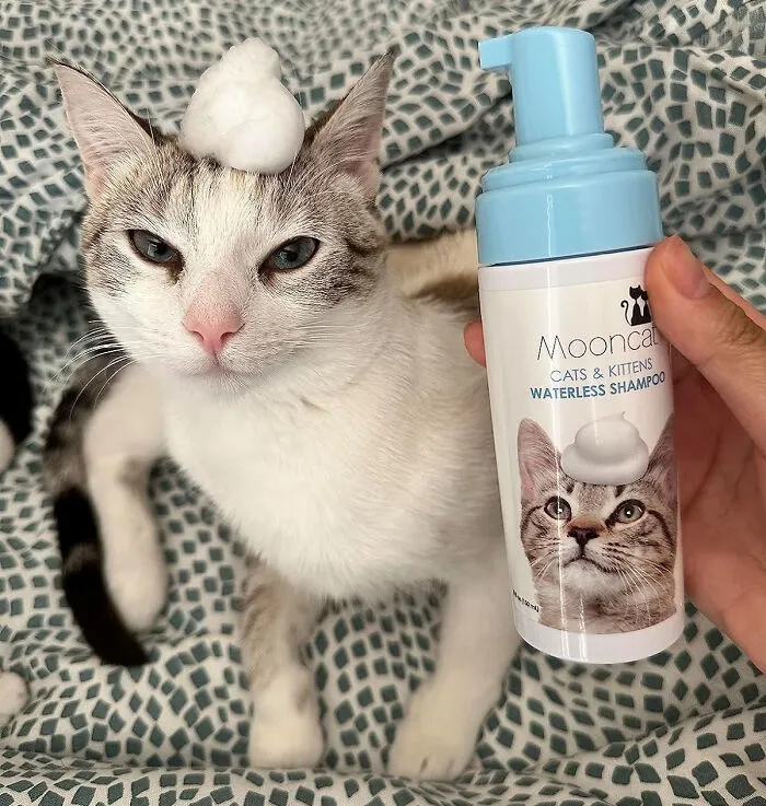<a Style="Display:inline;" Href="Https://Www.amazon.com/Mooncat-Waterless-Suitable-Contains-Ingredients/Dp/B07yv3l1wy?content-ID=amzn1.sym.975f7eae-0382-4fd6-Bcc9-4efbfe9a9c95%3aamzn1.sym.975f7eae-0382-4fd6-Bcc9-4efbfe9a9c95&crid=10m487ezxbuf1&cv_ct_cx=meow-Ter%2bspace%2bcat%2blady%2bsoap&dib=eyj2ijoimsj9.v6qwidr7shigce2qhlkbdq.riaaq5ryinlmdo2xzhr8x4upjuay_fbpbnlwsk48nse&dib_tag=se&keywords=meow-Ter%2bspace%2bcat%2blady%2bsoap&pd_rd_i=b07yv3l1wy&pd_rd_r=c4ec2be6-05cc-42d4-9db4-2eed3890b9be&pd_rd_w=z7jdt&pd_rd_wg=wzpar&pf_rd_p=975f7eae-0382-4fd6-Bcc9-4efbfe9a9c95&pf_rd_r=g5p2b9dh8m83wqeze0ne&qid=1715003154&sbo=rzvfv%2f%2fhxdf%2bo5021pansa%3d%3d&sprefix=meow-Ter%2bspace%2bcat%2blady%2bsoap%2caps%2c610&sr=1-1-5190daf0-67e3-427c-Bea6-C72c1df98776&th=1&linkcode=ll1&tag=bpgazelle-20&linkid=a8a6c3e3a8b36db5ff12a689af72233c&language=en_us&ref_=as_li_ss_tl " Target="_blank"> Keep Kitty Clean With Zero Hassle Or Water Using <span Style="Font:inherit;color:#d74b1f;"> Mooncat Waterless Cat Shampoo</Span>