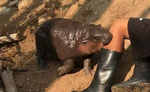 49 Pics Of Animals Being Their Hilarious Selves To Make Your Day