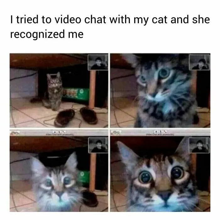 50 Funny Cat Memes That Are Better Than Netflix, As Shared On “Catsflix”
