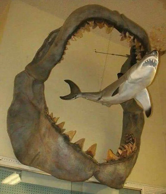 Las mandíbulas de un antiguo tiburón megalodón que vivió hace entre 23 y 3,6 millones de años frente a un gran tiburón blanco moderno