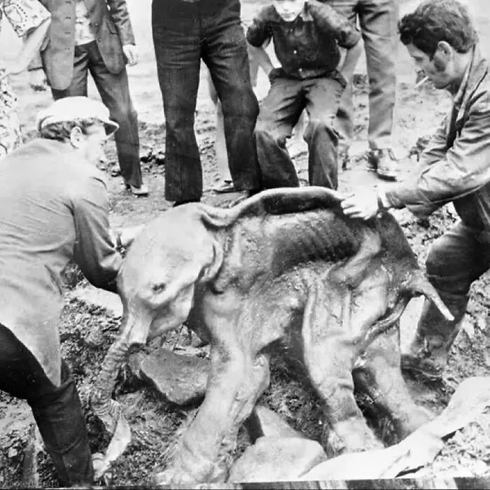 Hombres retiran el cadáver conservado de un mamut juvenil que fue excavado involuntariamente del permafrost en Siberia en 1977 por una topadora minera. Murió a la edad de 6 a 8 meses, fue llamado "Dima" y vivió hace unos 40.000 años. Su estómago aún contenía restos de leche materna
