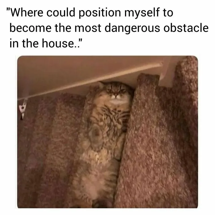 50 Funny Cat Memes That Are Better Than Netflix, As Shared On “Catsflix”