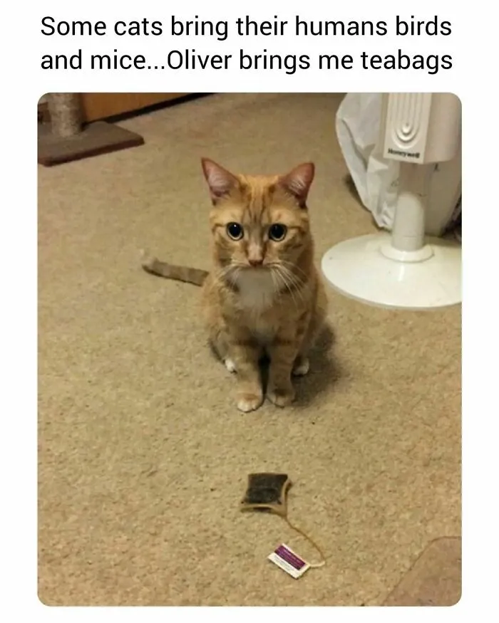50 Funny Cat Memes That Are Better Than Netflix, As Shared On “Catsflix”