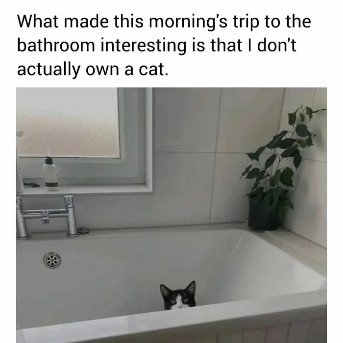 50 Funny Cat Memes That Are Better Than Netflix, As Shared On “Catsflix”