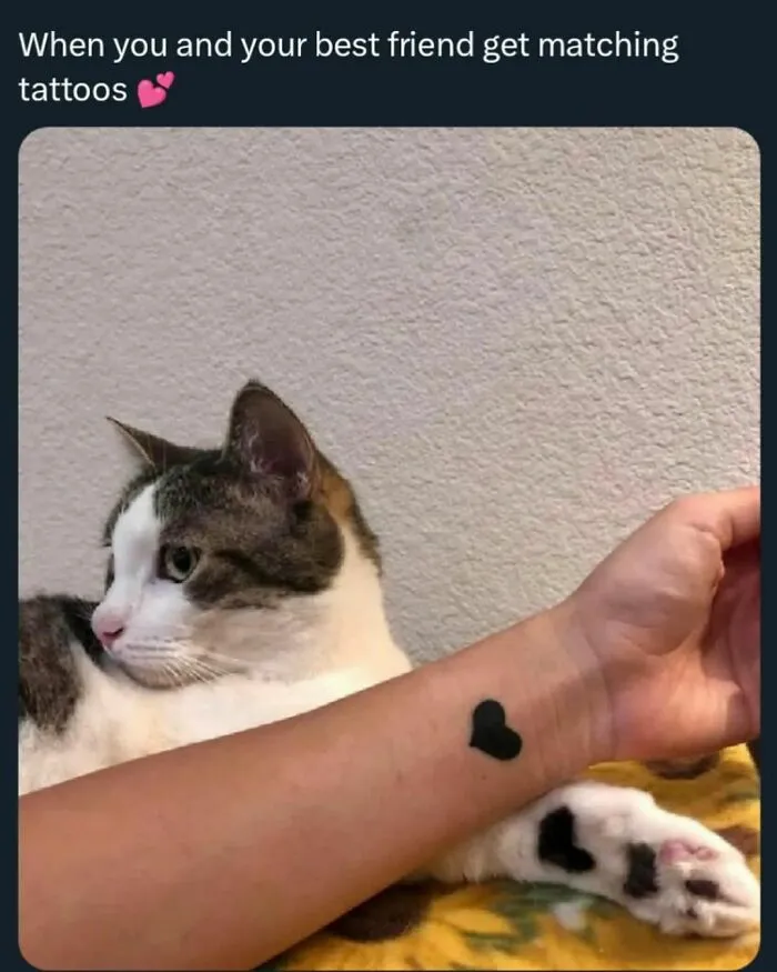 50 Funny Cat Memes That Are Better Than Netflix, As Shared On “Catsflix”