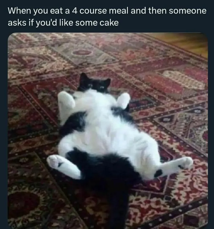 50 Funny Cat Memes That Are Better Than Netflix, As Shared On “Catsflix”