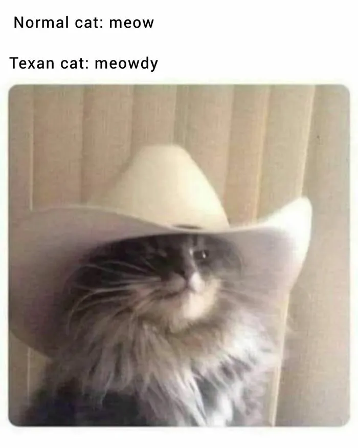 50 Funny Cat Memes That Are Better Than Netflix, As Shared On “Catsflix”