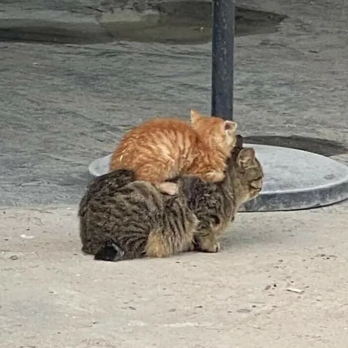 Gato de dos pisos