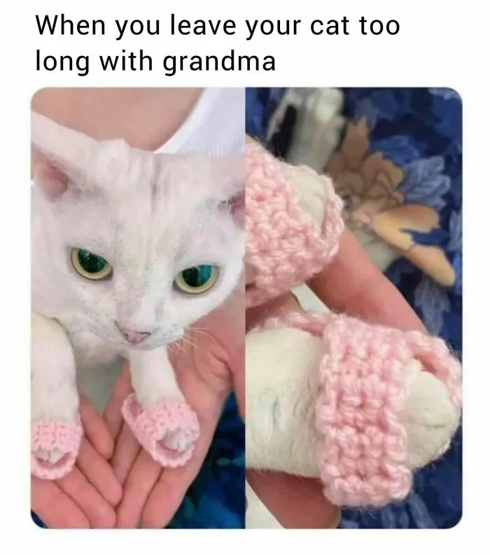 50 Funny Cat Memes That Are Better Than Netflix, As Shared On “Catsflix”