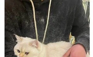 50 Funny Cat Memes That Are Better Than Netflix, As Shared On “Catsflix”