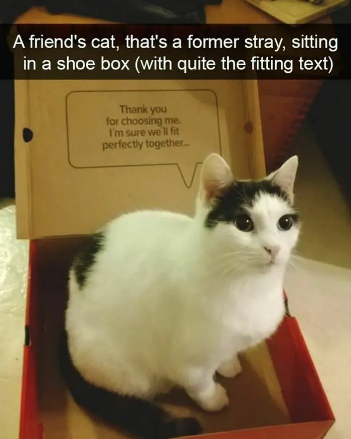50 Funny Cat Memes That Are Better Than Netflix, As Shared On “Catsflix”