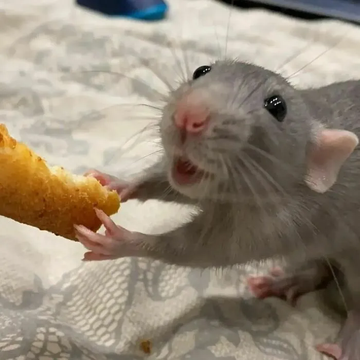 50 Adorable Pics That Might Convince You To Get A Pet Rat