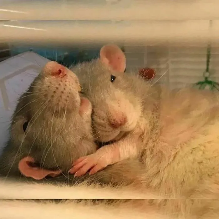 50 Adorable Pics That Might Convince You To Get A Pet Rat