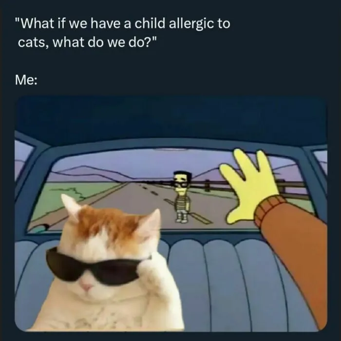 50 Funny Cat Memes That Are Better Than Netflix, As Shared On “Catsflix”