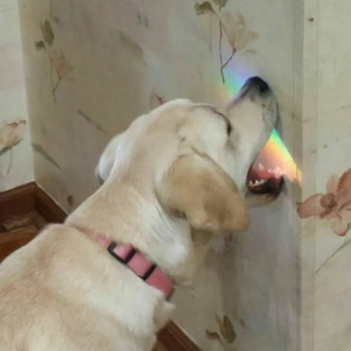 Quiere comerse el arco iris