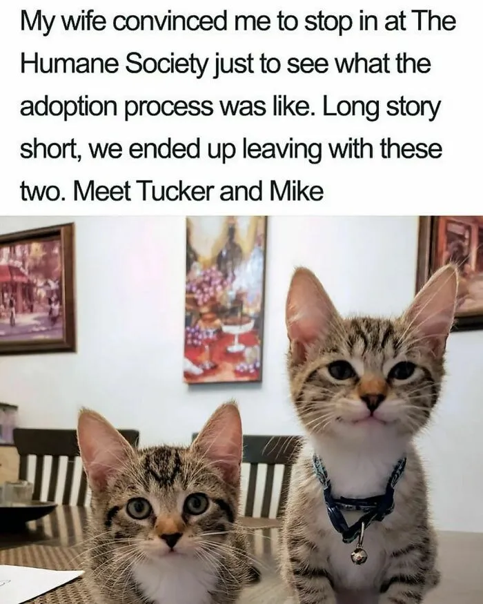 50 Funny Cat Memes That Are Better Than Netflix, As Shared On “Catsflix”