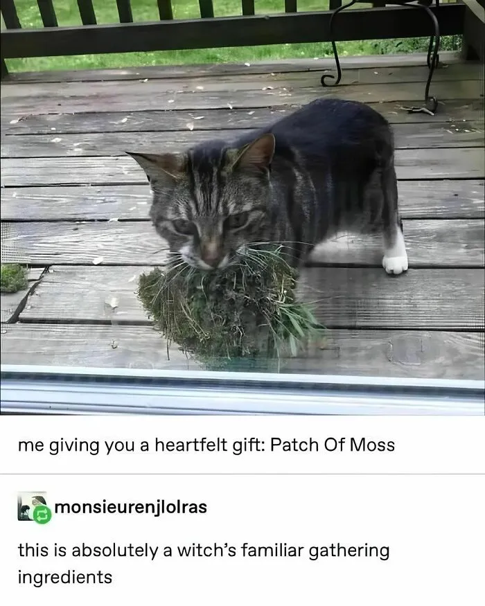 50 Funny Cat Memes That Are Better Than Netflix, As Shared On “Catsflix”