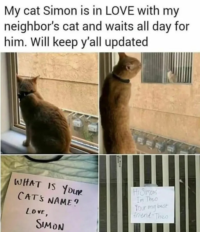 50 Funny Cat Memes That Are Better Than Netflix, As Shared On “Catsflix”