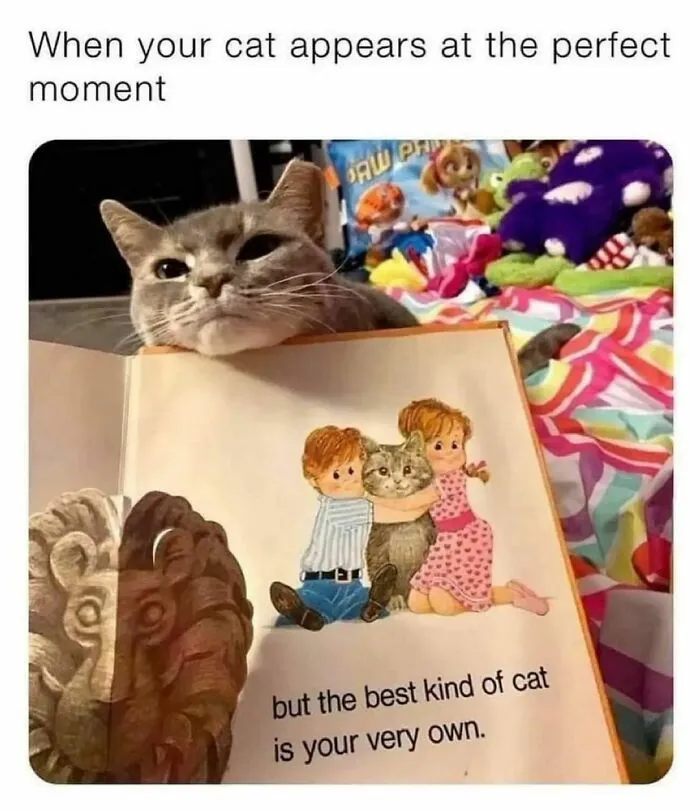 50 Funny Cat Memes That Are Better Than Netflix, As Shared On “Catsflix”