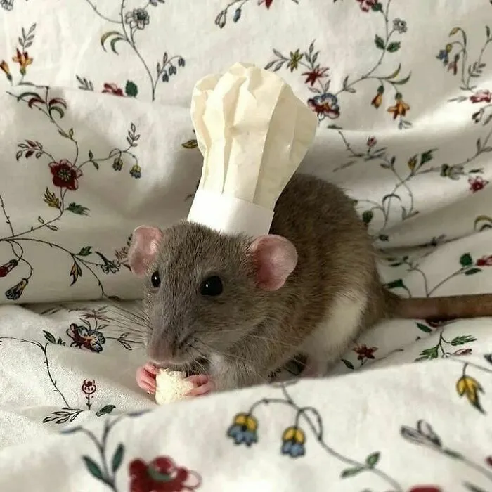 50 Adorable Pics That Might Convince You To Get A Pet Rat