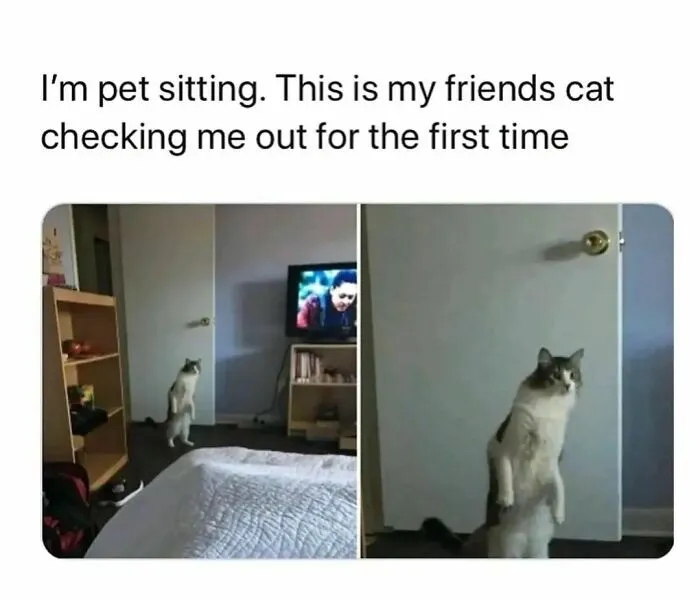 50 Funny Cat Memes That Are Better Than Netflix, As Shared On “Catsflix”