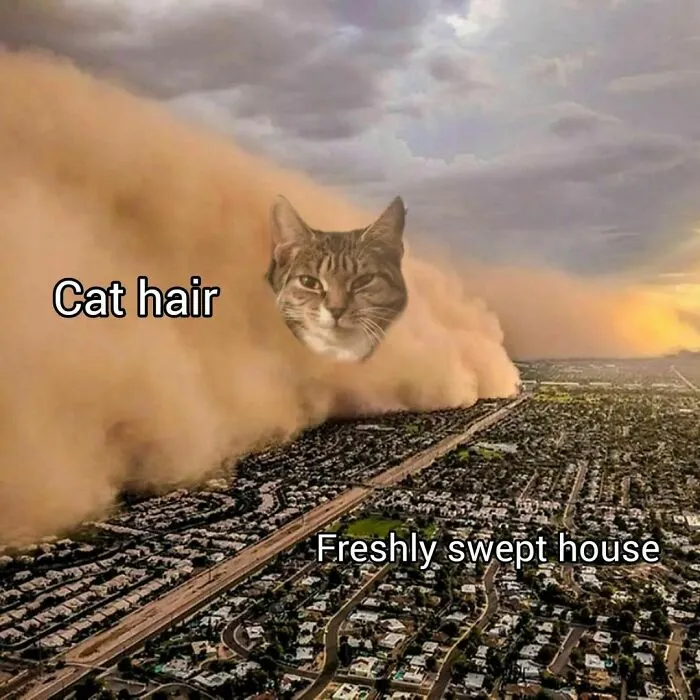 50 Funny Cat Memes That Are Better Than Netflix, As Shared On “Catsflix”