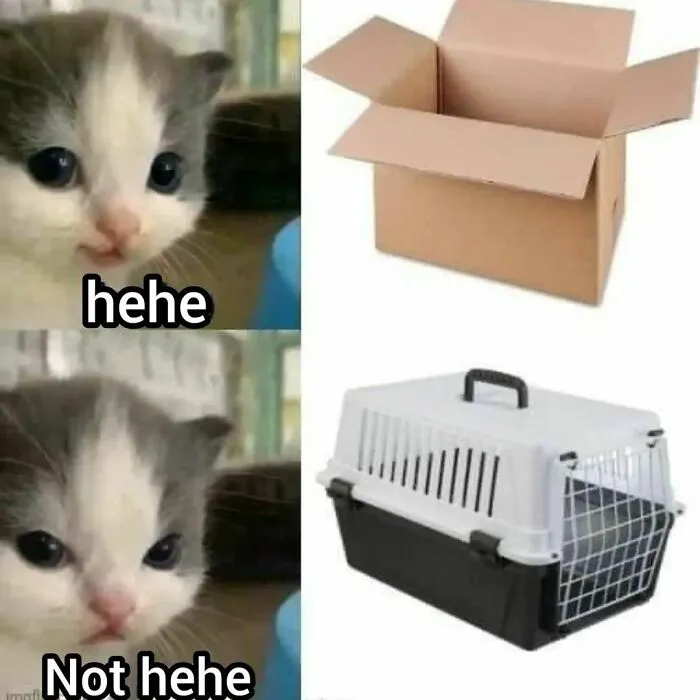 50 Funny Cat Memes That Are Better Than Netflix, As Shared On “Catsflix”