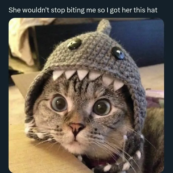 50 Funny Cat Memes That Are Better Than Netflix, As Shared On “Catsflix”