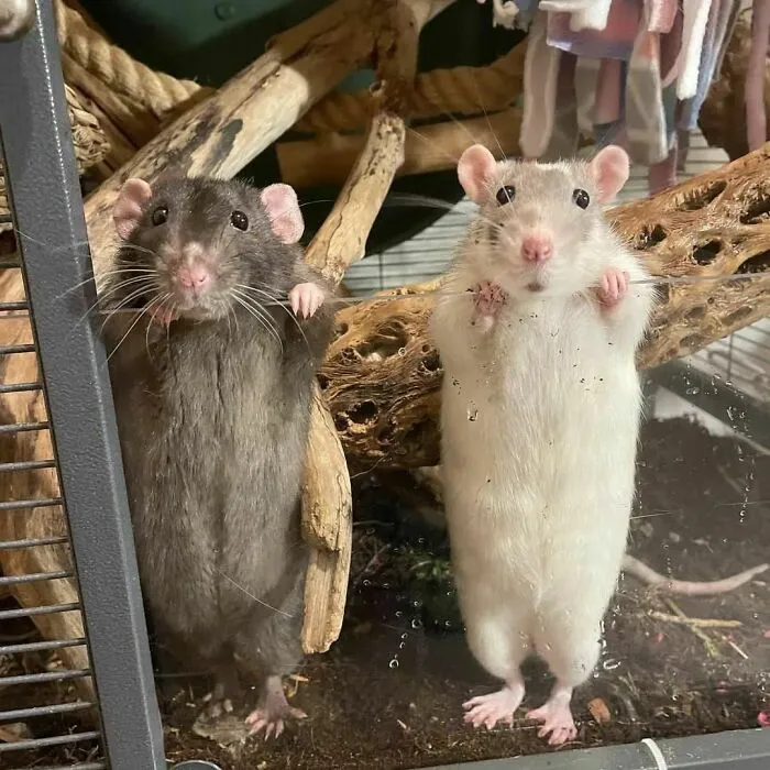 50 Adorable Pics That Might Convince You To Get A Pet Rat