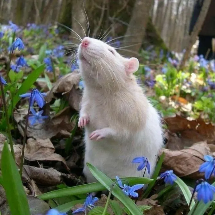 50 Adorable Pics That Might Convince You To Get A Pet Rat