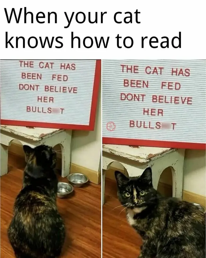 50 Funny Cat Memes That Are Better Than Netflix, As Shared On “Catsflix”