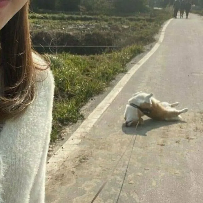 No quiere andar más