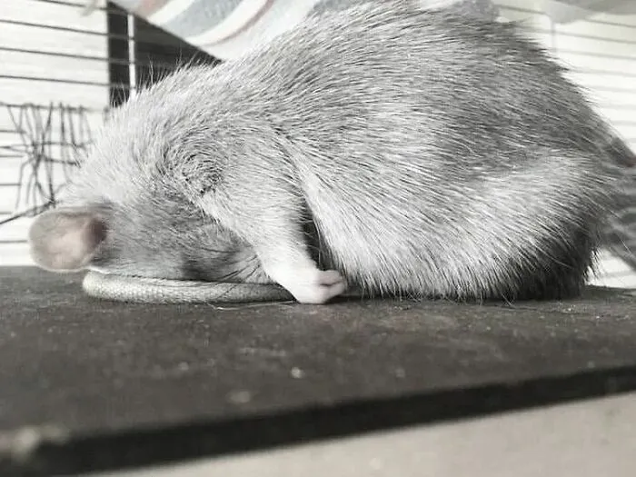 50 Adorable Pics That Might Convince You To Get A Pet Rat