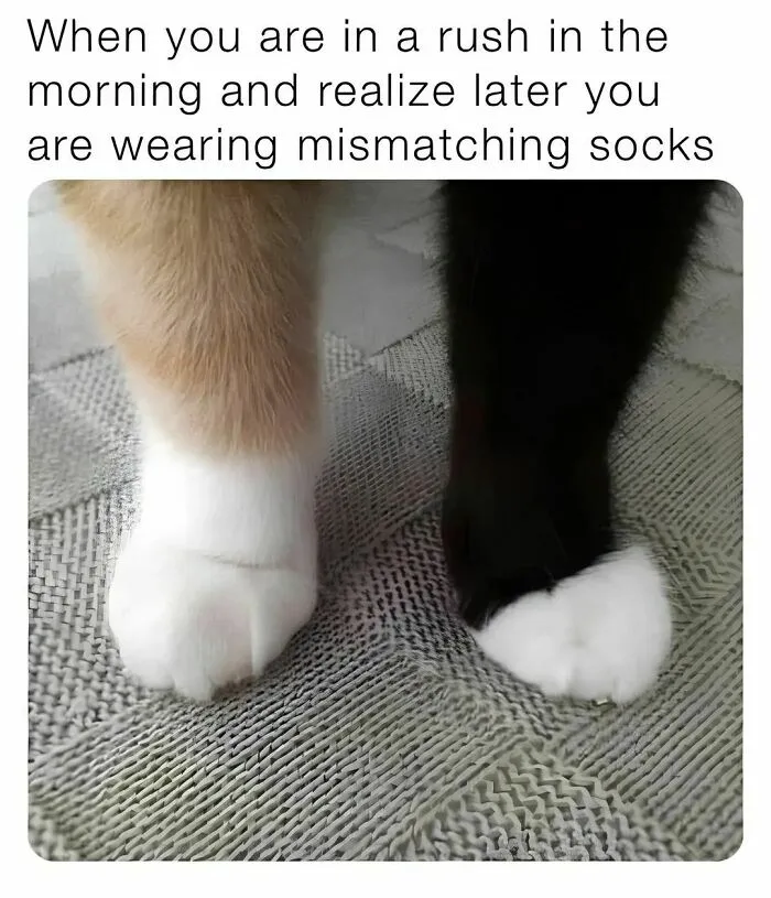 50 Funny Cat Memes That Are Better Than Netflix, As Shared On “Catsflix”