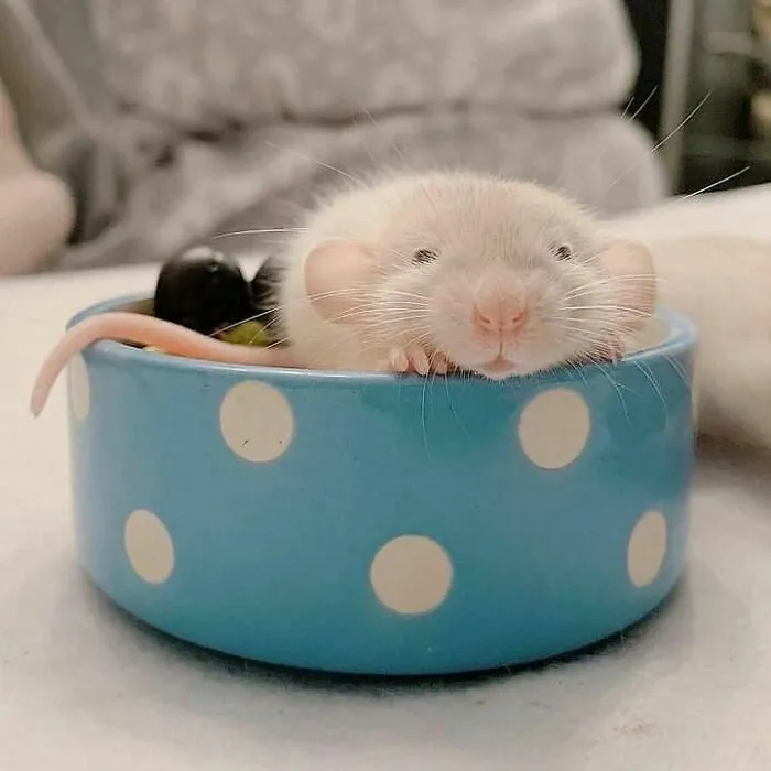50 Adorable Pics That Might Convince You To Get A Pet Rat