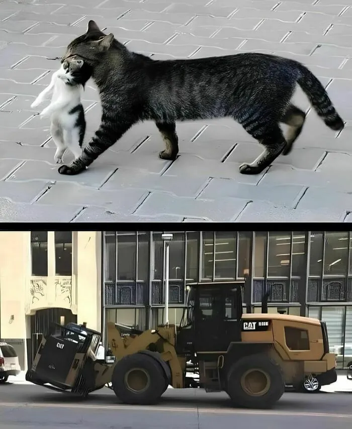 20 Divertidos memes de gatos que entretienen más que Netflix