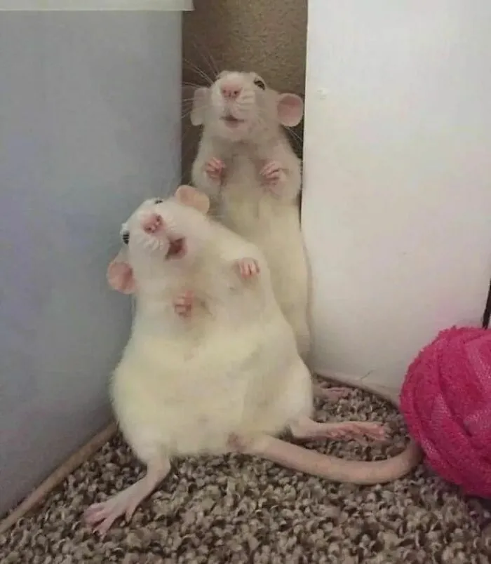 50 Adorable Pics That Might Convince You To Get A Pet Rat