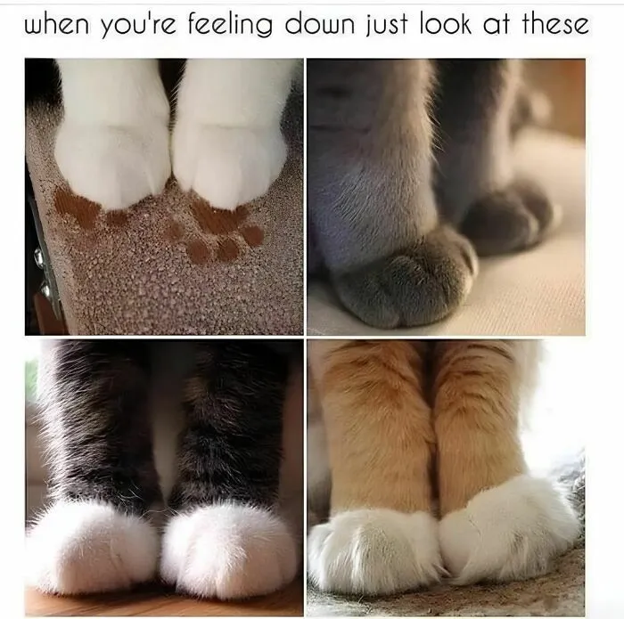 50 Funny Cat Memes That Are Better Than Netflix, As Shared On “Catsflix”