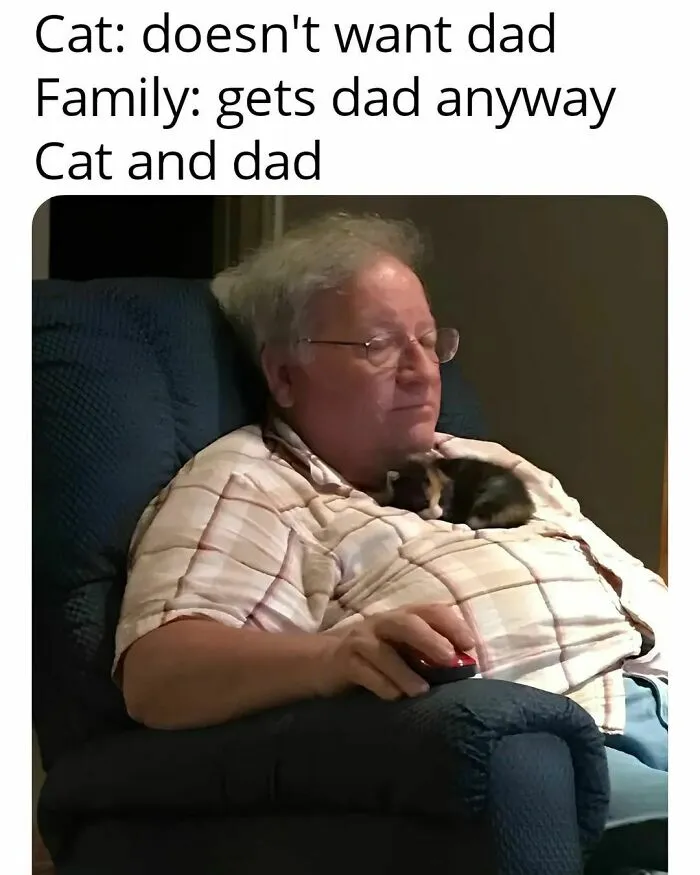 50 Funny Cat Memes That Are Better Than Netflix, As Shared On “Catsflix”