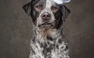I Interviewed Dogs And Wrote A Book Sharing Their Stories, Here Are 15 Of The Featured Dogs
