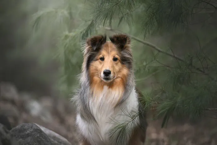 38 Dreamy Moments Of Pets That I Caught On Camera