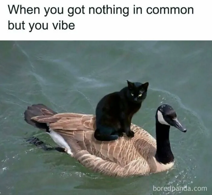 50 Funny Memes From This IG Page To Scroll Through Instead Of Doing Literally Anything Else