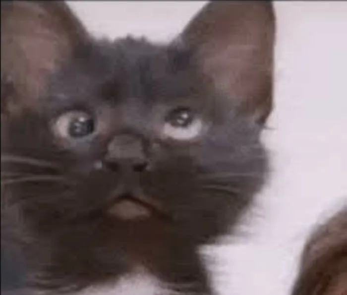 I Cannot Brain Today, I Has The Dumb