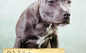 19 Dog Mugshots And Their Crimes That I Turned Into A Funny Deck Of Playing Cards
