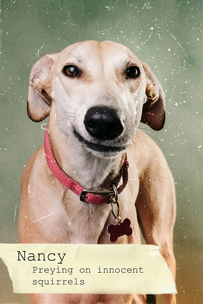 19 Dog Mugshots And Their Crimes That I Turned Into A Funny Deck Of Playing Cards