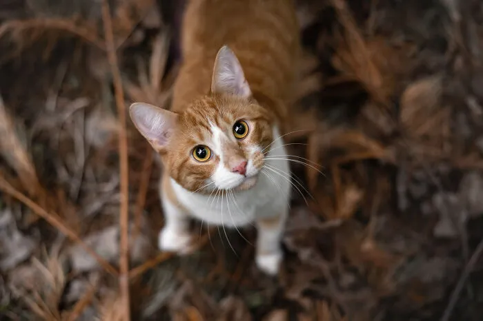 38 Dreamy Moments Of Pets That I Caught On Camera