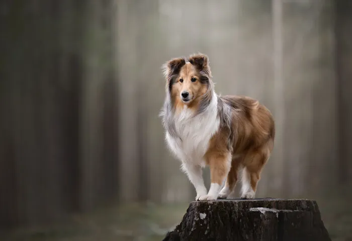 38 Dreamy Moments Of Pets That I Caught On Camera