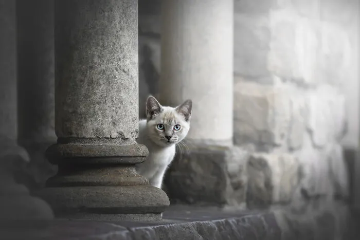 38 Dreamy Moments Of Pets That I Caught On Camera